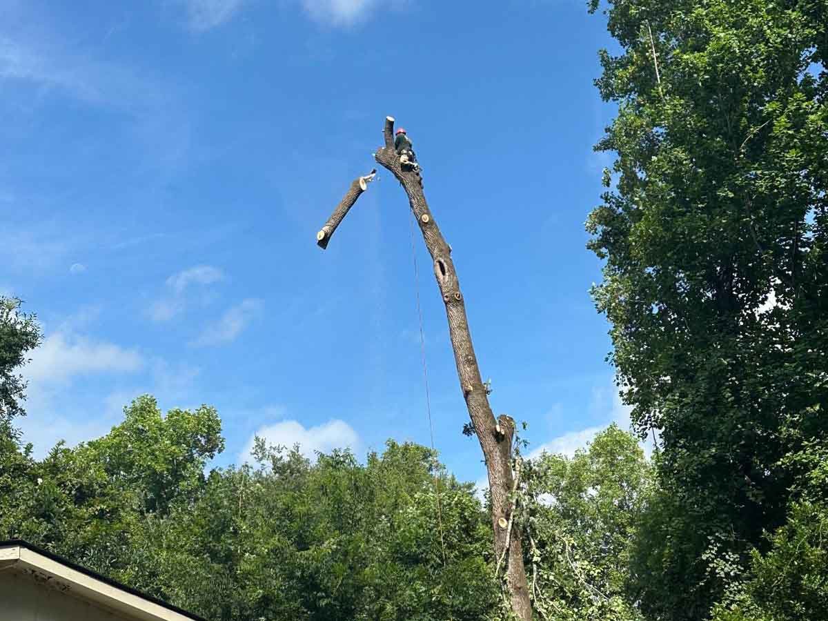 El Costeño Tree Service LLC